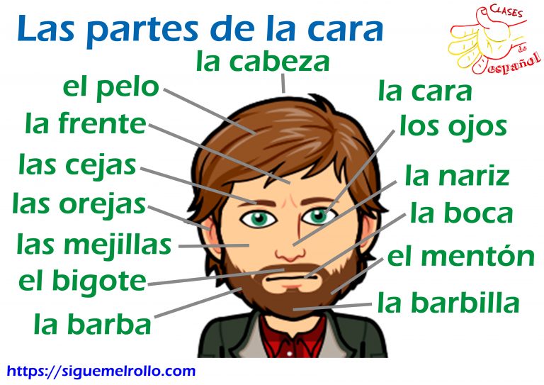 conoce las partes de la cara