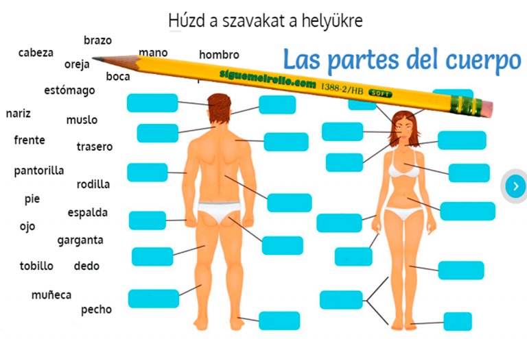 Las partes de cuerpo