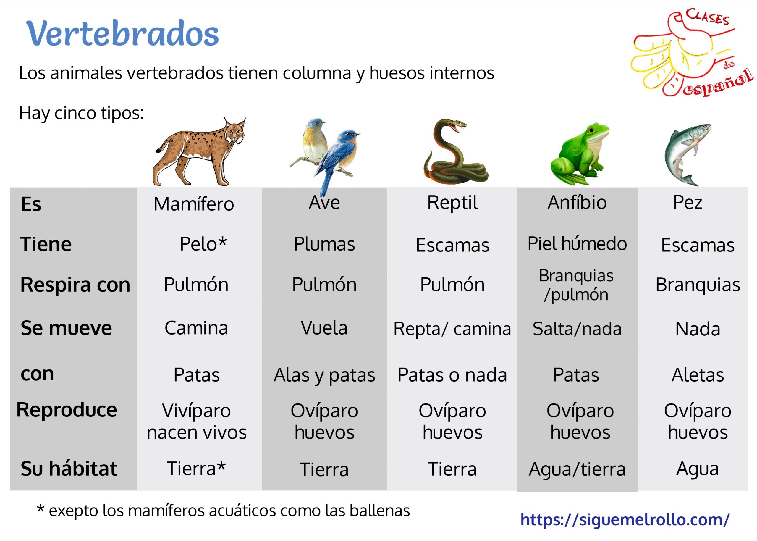 Características de los vertebrados